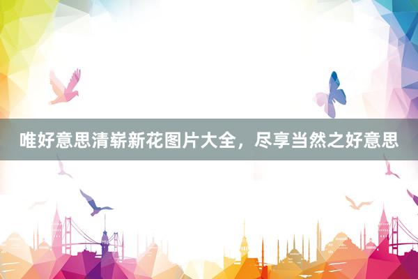 唯好意思清崭新花图片大全，尽享当然之好意思