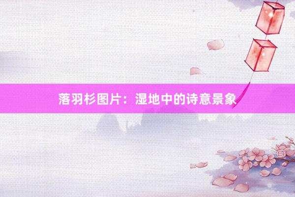 落羽杉图片：湿地中的诗意景象
